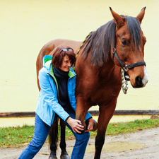 Pferd wird behandelt