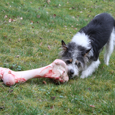 Hund und Knochen